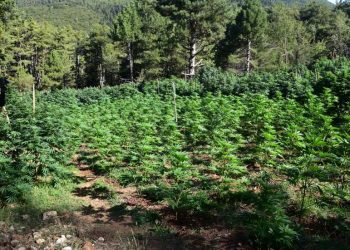 Εντοπίστηκε χασισοφυτεία στα ορεινά της Κορινθίας – ΦΩΤΟ