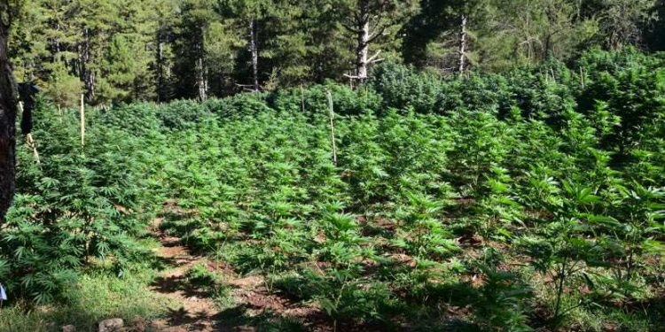 Εντοπίστηκε χασισοφυτεία στα ορεινά της Κορινθίας – ΦΩΤΟ