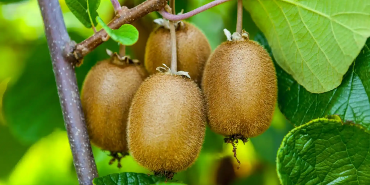 Πέντε τόνοι με ακτινίδια …φαγώθηκαν στην Ημαθία