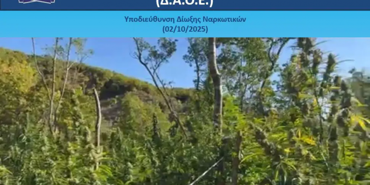 Εντοπίστηκαν 1.650 «ορφανά» δενδρύλλια κάνναβης σε δασώδη περιοχή των Ιωαννίνων – ΒΙΝΤΕΟ – ΦΩΤΟ
