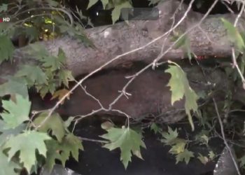 Ξεριζώθηκε δέντρο στον πιο κεντρικό δρόμο της Τούμπας και καταπλάκωσε σταθμευμένο αυτοκίνητο – ΒΙΝΤΕΟ