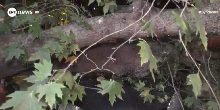Ξεριζώθηκε δέντρο στον πιο κεντρικό δρόμο της Τούμπας και καταπλάκωσε σταθμευμένο αυτοκίνητο – ΒΙΝΤΕΟ