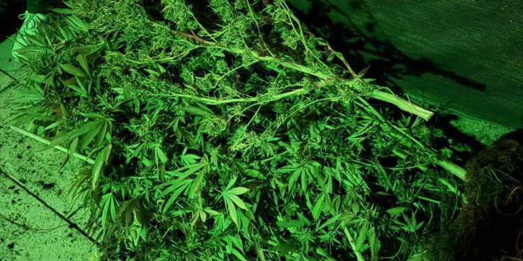 Γαλάτσι: Τρεις συλλήψεις για καλλιέργεια κάνναβης – ΦΩΤΟ