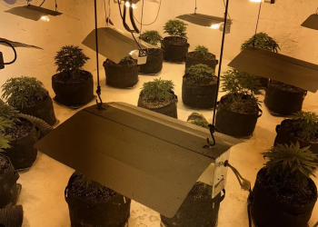 «Ξεδοντιάστηκε» δίκτυο καλλιέργειας και διακίνησης ναρκωτικών – ΦΩΤΟ