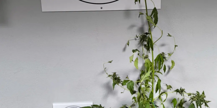 Τρεις συλλήψεις για ναρκωτικά στην Βέροια – ΦΩΤΟ