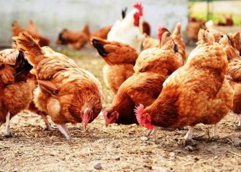 Φλώρινα: Έπεισαν 70χρονο να μετρήσει τις κότες του και του άρπαξαν από το σπίτι 14.000 ευρώ – ΒΙΝΤΕΟ