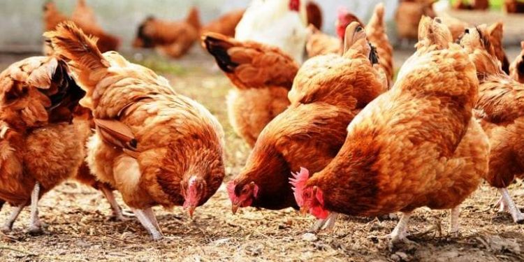 Φλώρινα: Έπεισαν 70χρονο να μετρήσει τις κότες του και του άρπαξαν από το σπίτι 14.000 ευρώ – ΒΙΝΤΕΟ