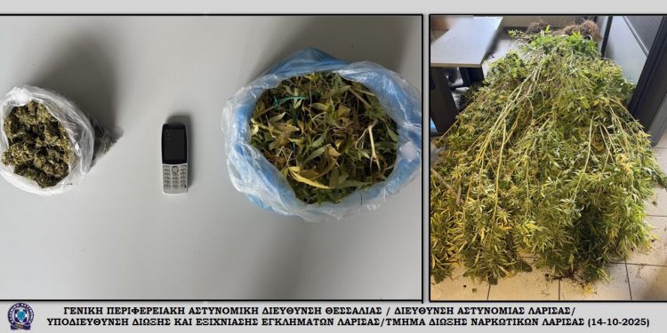 Λάρισα: Στη «φάκα» της ΕΛΑΣ άνδρας που καλλιεργούσε κάνναβη στην «ανενεργή» επιχείρησή του – ΦΩΤΟ