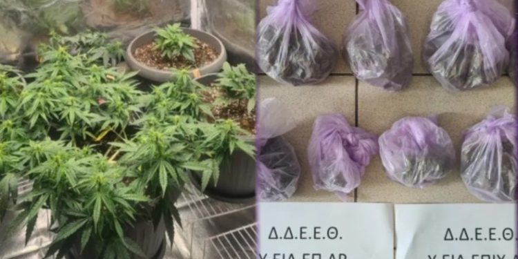 Eίχε μετατρέψει το σπίτι του στην Πιερία σε «θερμοκήπιο» υδροπονικής κάνναβης – Συνελήφθη 32χρονος – ΦΩΤΟ