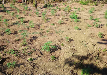 Εντοπίστηκε χασισοφυτεία σε δασική περιοχή των Ιωαννίνων – ΦΩΤΟ