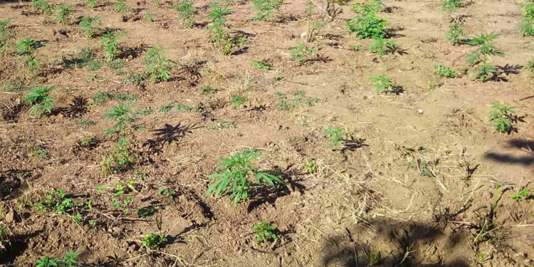 Εντοπίστηκε χασισοφυτεία σε δασική περιοχή των Ιωαννίνων – ΦΩΤΟ