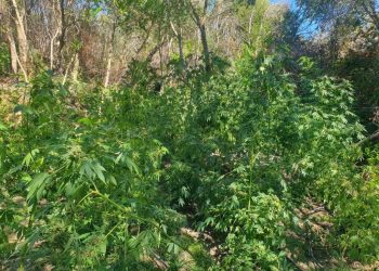 Η ΕΛΑΣ «ξετρύπωσε» χασισοφυτεία με 130 δενδρύλλια κάνναβης στα Χανιά – BINTEO – ΦΩΤΟ