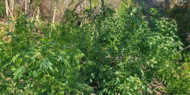 Η ΕΛΑΣ «ξετρύπωσε» χασισοφυτεία με 130 δενδρύλλια κάνναβης στα Χανιά – BINTEO – ΦΩΤΟ