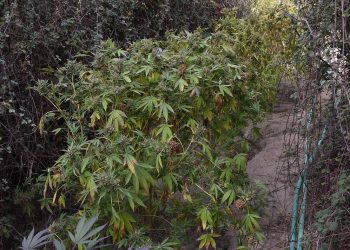 Κως: Εντοπίσθηκαν και εκριζώθηκαν «ορφανά» δενδρύλλια κάνναβης – ΦΩΤΟ