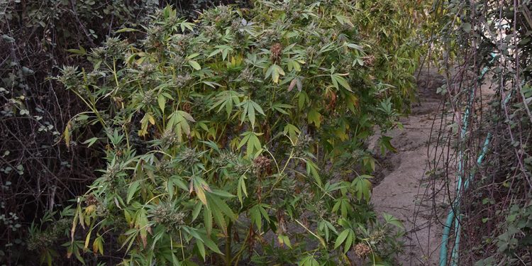 Κως: Εντοπίσθηκαν και εκριζώθηκαν «ορφανά» δενδρύλλια κάνναβης – ΦΩΤΟ