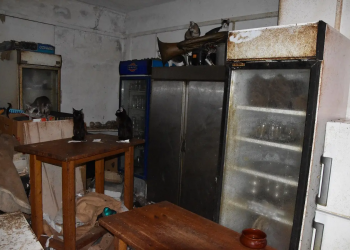 Νάξος: Σύλληψη δράστη για κακοποίηση ζώων συντροφιάς – ΦΩΤΟ