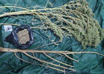 Πύργος: Χειροπέδες σε άνδρα που καλλιεργούσε κάνναβη – ΦΩΤΟ