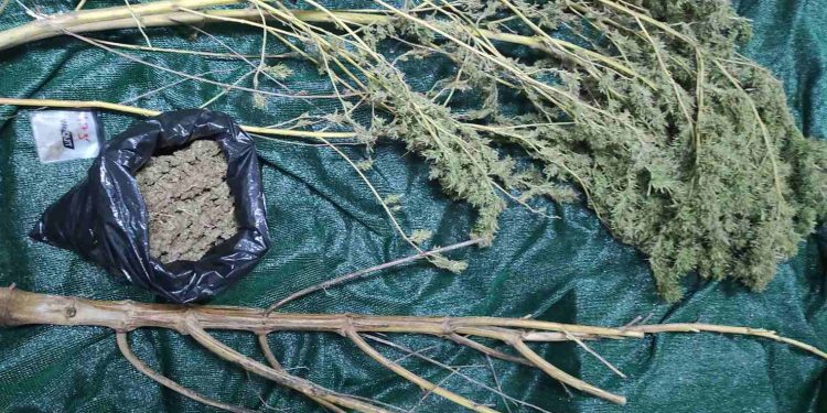 Πύργος: Χειροπέδες σε άνδρα που καλλιεργούσε κάνναβη – ΦΩΤΟ