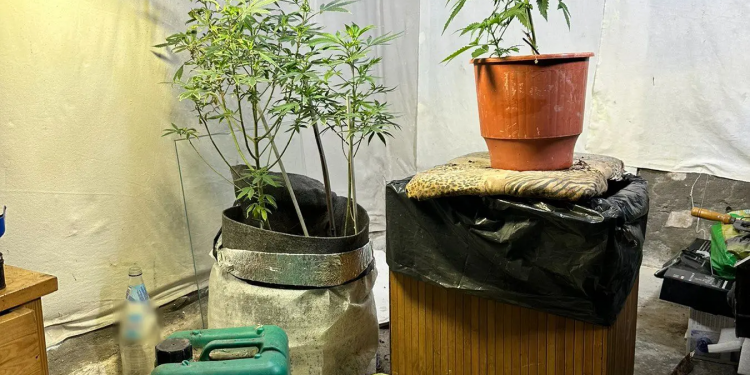 Μυτιλήνη: Σύλληψη 53χρονου για καλλιέργεια δενδρυλλίων κάνναβης και διακίνηση ναρκωτικών – ΦΩΤΟ