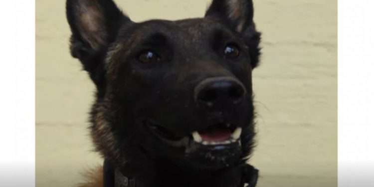 Νεκρός ο σκύλος-ανιχνευτής «Echo» που συμμετείχε στις έρευνες για τα Τέμπη και τη δολοφονία Κούτσικου – ΒΙΝΤΕΟ