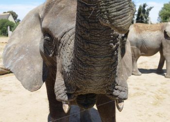 Σρι Λάνκα: Συνελήφθησαν τρεις άντρες επειδή έκαψαν ζωντανό ελέφαντα – ΒΙΝΤΕΟ