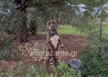 Σοκ έχει προκαλέσει η τραγωδία στην Ζάκυνθο: Πίτμπουλ κατασπάραξε 2χρονο αγοράκι – ΒΙΝΤΕΟ – ΦΩΤΟ