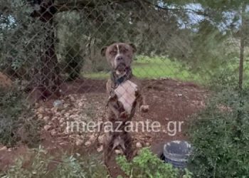 Στο ΔΙΚΕΠΑΖ ο σκύλος που σκότωσε το δίχρονο αγοράκι στη Ζάκυνθο