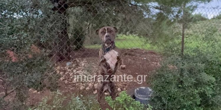 Στο ΔΙΚΕΠΑΖ ο σκύλος που σκότωσε το δίχρονο αγοράκι στη Ζάκυνθο