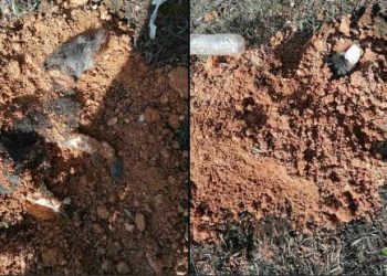 Κακουργηματική δίωξη στον 90χρονο που έδεσε με χαρτοταινία σκυλί και το έθαψε ζωντανό – H οργή της ΕΛΑΣ – ΦΩΤΟ