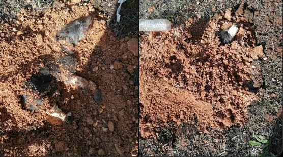 Κακουργηματική δίωξη στον 90χρονο που έδεσε με χαρτοταινία σκυλί και το έθαψε ζωντανό – H οργή της ΕΛΑΣ – ΦΩΤΟ