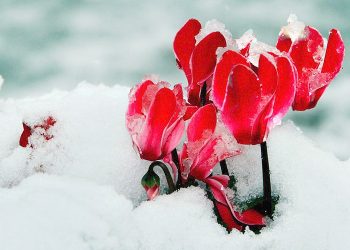 Πρωτοχρονιά με πολικές θερμοκρασίες και χιόνια στα Βόρεια της Αττικής