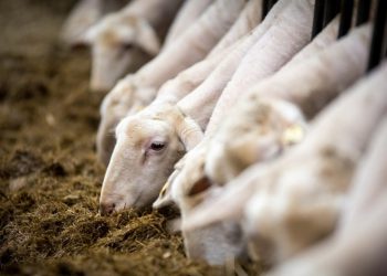 Πιερία: Αυτοκτόνησε κτηνοτρόφος που «έχασε» εκατοντάδες ζώα λόγω ευλογιάς – ΒΙΝΤΕΟ