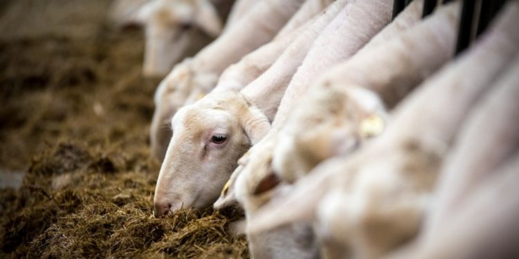 Πιερία: Αυτοκτόνησε κτηνοτρόφος που «έχασε» εκατοντάδες ζώα λόγω ευλογιάς – ΒΙΝΤΕΟ